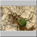 Cicindela campestris - Feld-Sandlaufkaefer 04a Sandgrube Niedringhaussee.jpg